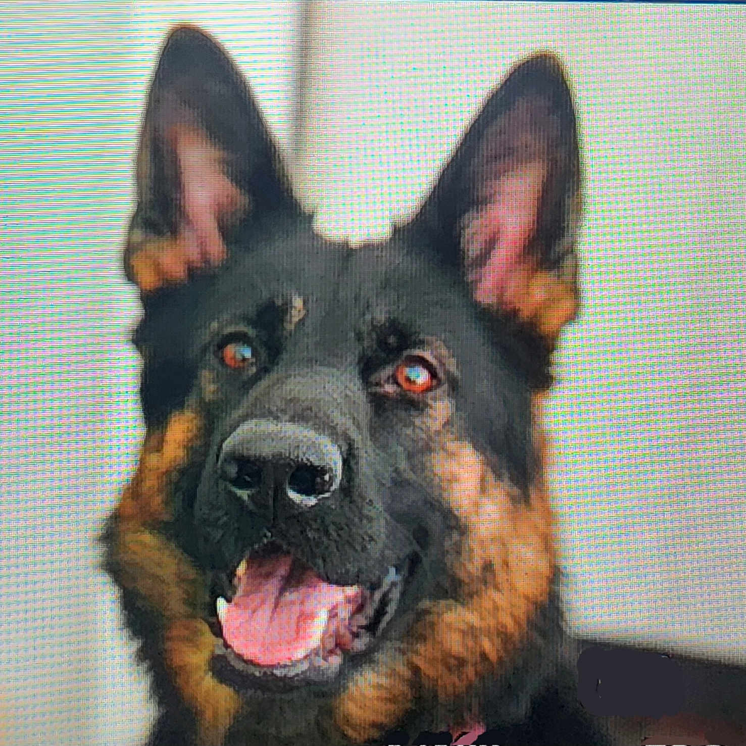 Ruby joined the competition — help win amazing prizes! animal, black_and_tan, canine, closeup, companion, dog, domestic_animal, ears_up, face, friendly, fur, german_shepherd, happy, headshot, indoor, looking_at_camera, mouth_open, pet, portrait, tongue_out