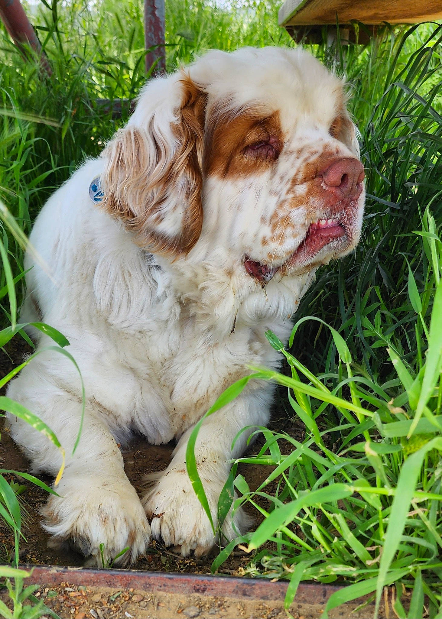 Murphy is registered to the contest to win money with this photo: canidae, carnivore, cavalier_king_charles_spaniel, clumber_spaniel, companion_dog, dog, dog_breed, fawn, fur, grass, gun_dog, liver, plant, snout, spaniel, sporting_group, terrestrial_animal, toy_dog
