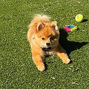 Ava a rejoint le concours — aidez-le/la à gagner de superbes lots ! dog, pomeranian, grass, outdoor, sunlight, toy, tennis_ball, ring_toy, pet, animal, fluffy, small_dog, canine, playing, laying_down, daylight, nature, fur, cute, companion