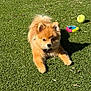 dog, pomeranian, grass, outdoor, sunlight, toy, tennis_ball, ring_toy, pet, animal, fluffy, small_dog, canine, playing, laying_down, daylight, nature, fur, cute, companion