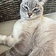 Saba a rejoint le concours — aidez-le/la à gagner de superbes lots ! cat, blue_eyes, fluffy, relaxed, lounging, feline, whiskers, close_up, indoor, pet, fur, animal, cute, resting, portrait, soft, cozy, muzzle, ears, tabby