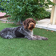 Laïka a rejoint le concours — aidez-le/la à gagner de superbes lots ! animal, bush, canine, daytime, dog, fur, grass, greenery, house, lawn, leaves, nature, outdoor, pet, plant, quiet, relaxed, resting, side_view, yard