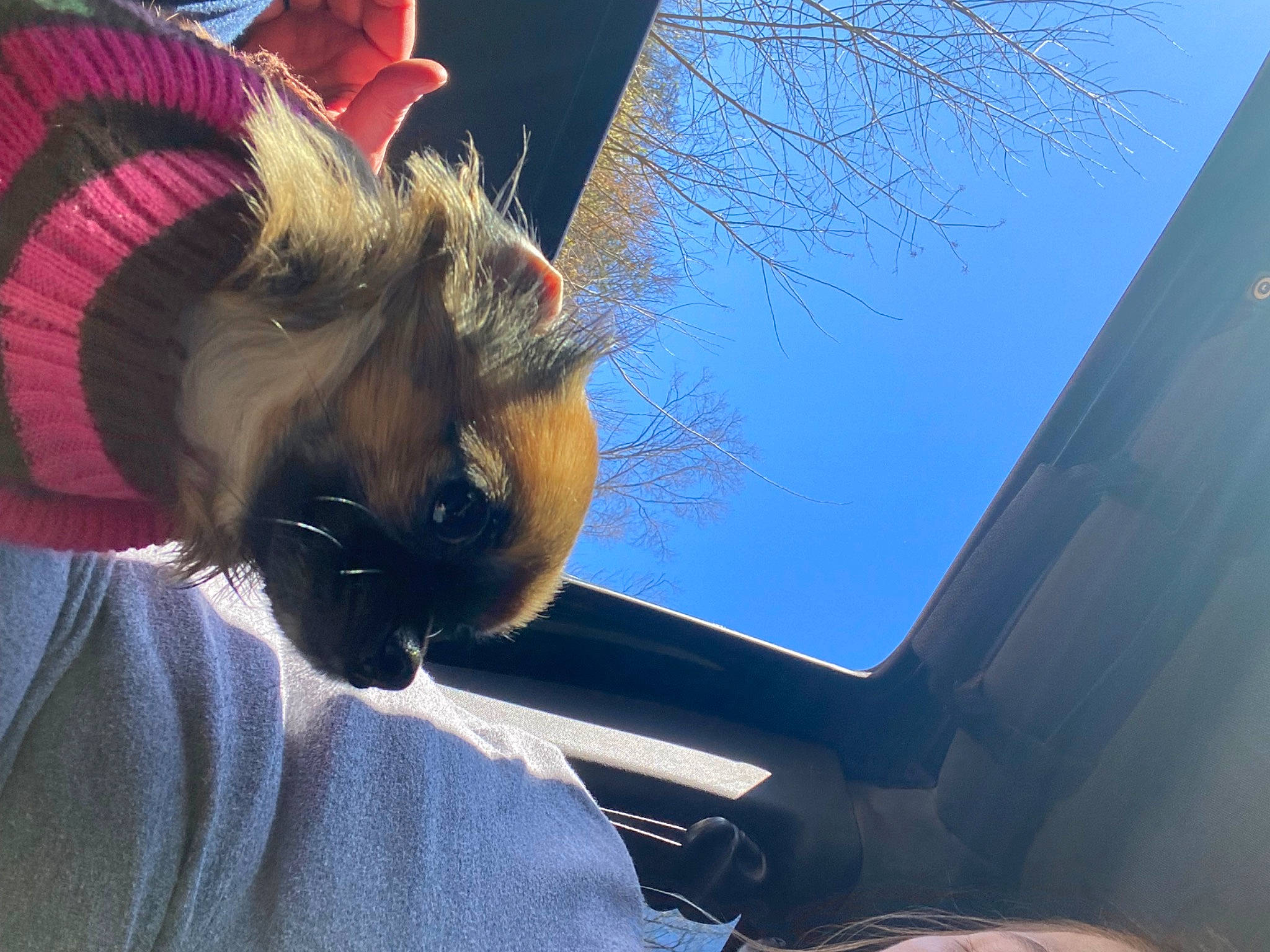 Brownie joined the competition — help win amazing prizes! automotive_window_part, eyewear, fawn, felidae, fun, fur, gesture, sky, small_to_medium_sized_cats, tints_and_shades, tree, twig, whiskers, window
