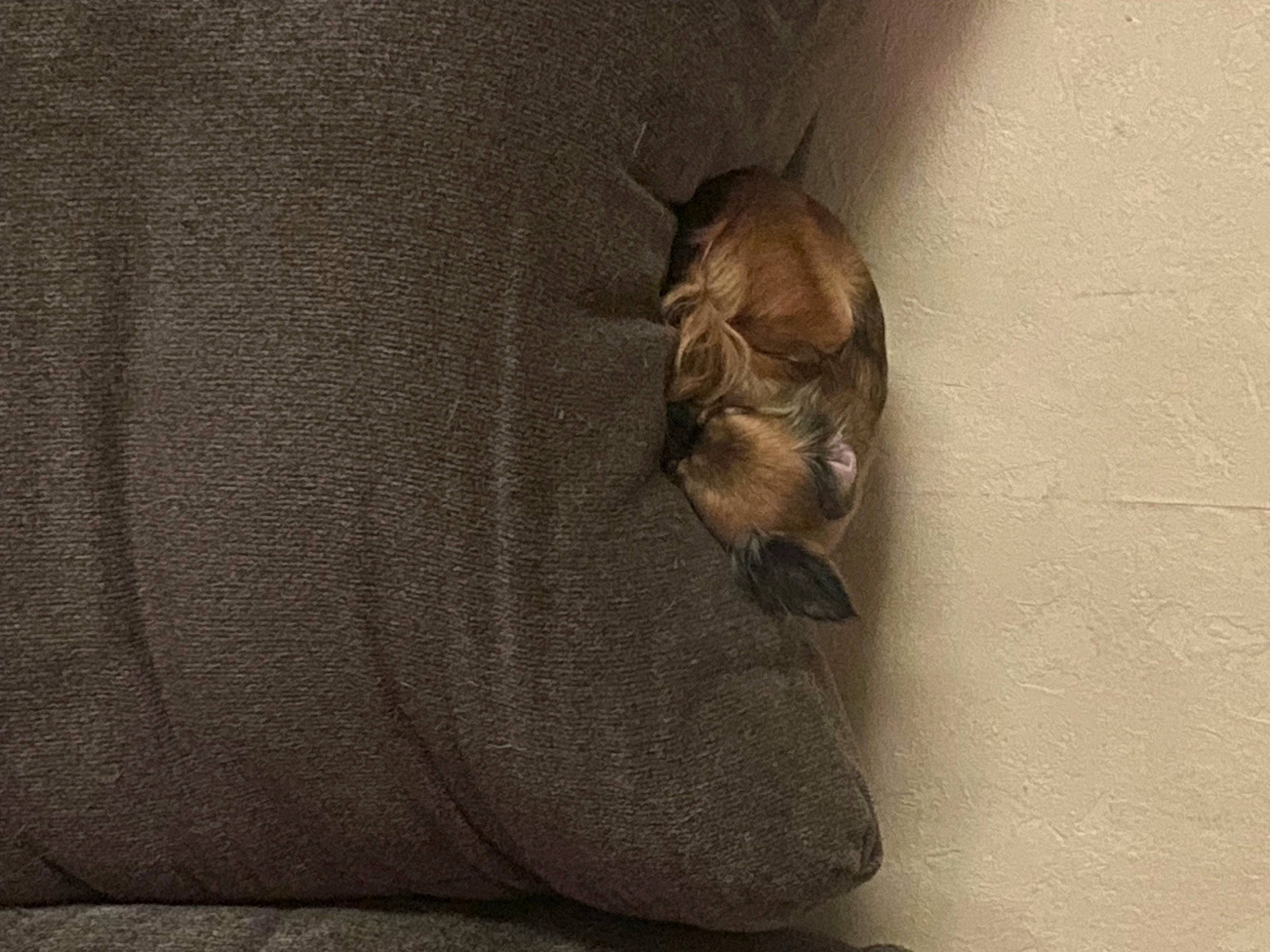 Brownie is registered to the contest to win money with this photo: bag, bat, cat, comfort, felidae, flooring, fur, grey, gunny_sack, human_leg, linens, pattern, plant, small_to_medium_sized_cats, still_life_photography, terrestrial_animal, tints_and_shades, whiskers, wildlife, wood