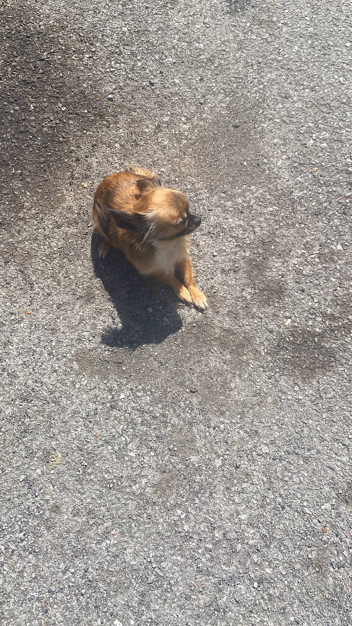 Brownie is registered to the contest to win money with this photo: asphalt, claw, concrete, fawn, fur, grass, paw, perching_bird, road_surface, rock, rodent, shadow, snout, soil, songbird, squirrel, tail, terrestrial_animal, wildlife, wood