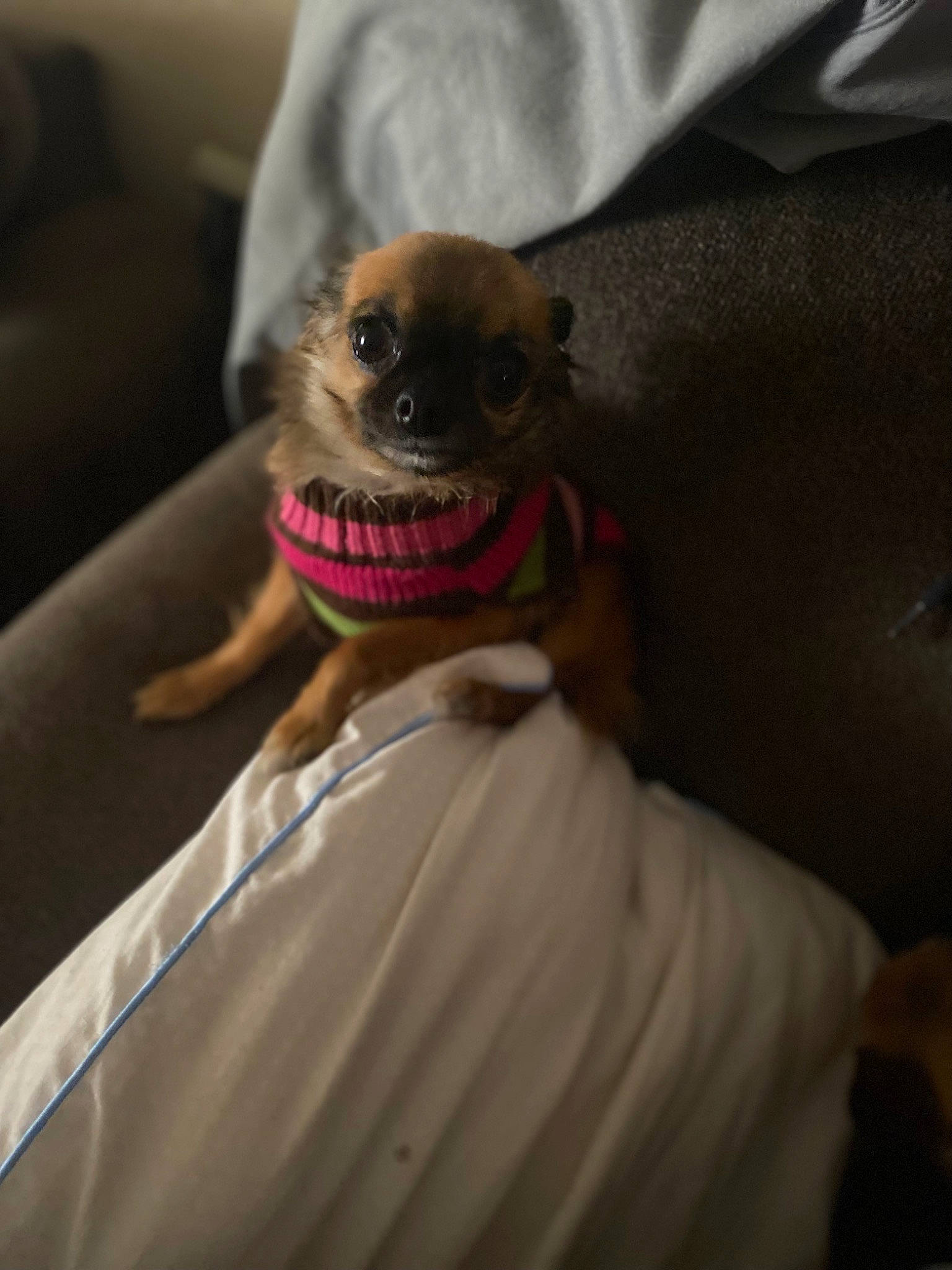Brownie joined the competition — help win amazing prizes! canidae, chihuahua, comfort, companion_dog, corgi_chihuahua, dog, dog_breed, eyewear, fawn, fur, hat, linens, sleeve, smile, snout, sporting_group, t_shirt, terrestrial_animal, toy_dog, whiskers