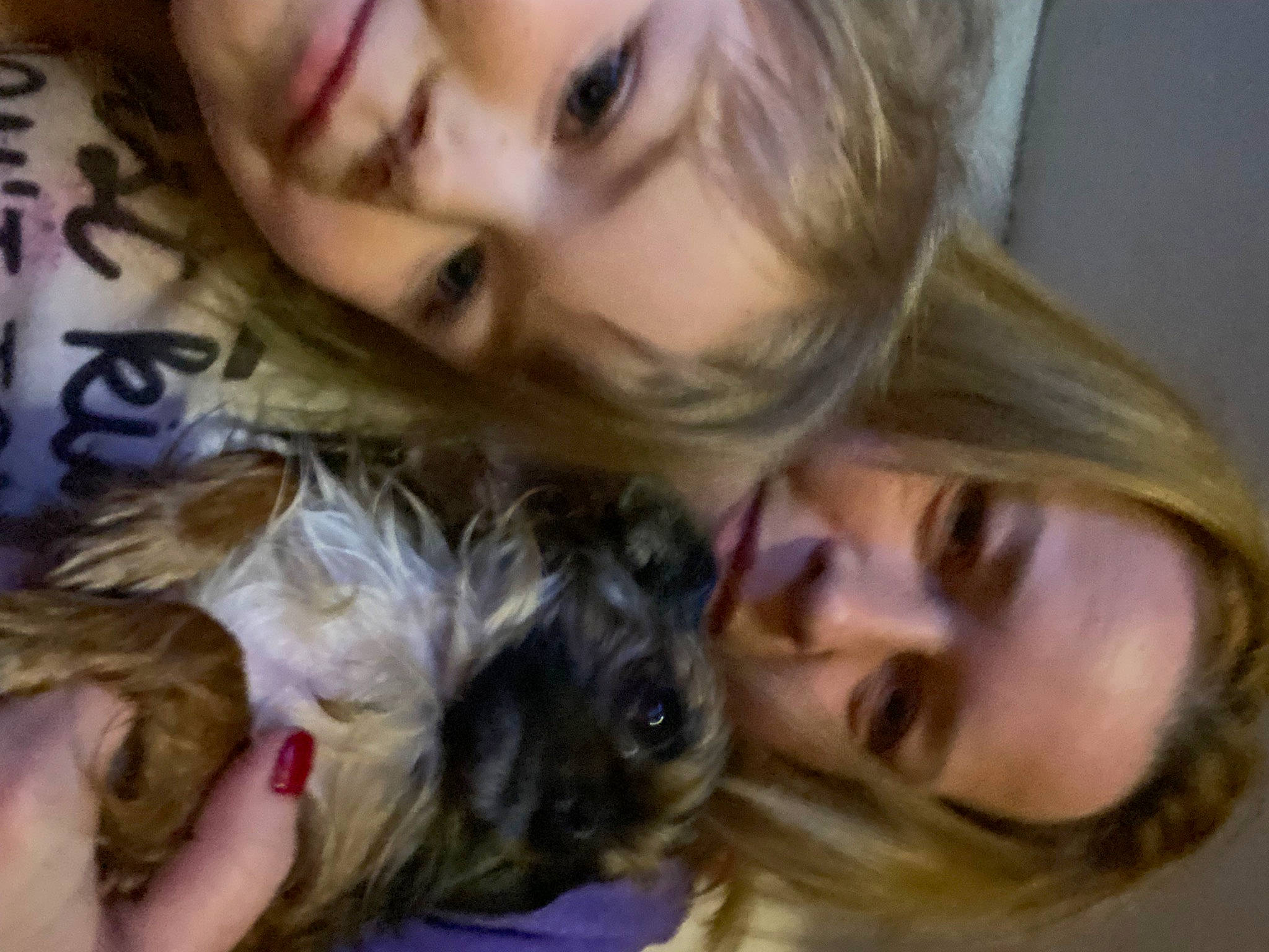 Brownie joined the competition — help win amazing prizes! blond, brown_hair, carnivore, companion_dog, dog, dog_breed, ear, eyebrow, eyelash, fawn, fun, hair, iris, long_hair, mammal, nose, organ, skin, small_terrier, toy_dog