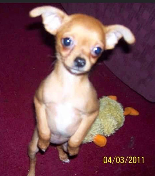 Princess is registered to the contest to win money with this photo: canidae, carnivore, chihuahua, companion_dog, dog, dog_breed, dog_supply, ear, fawn, fur, head, paw, russkiy_toy, snout, sporting_group, tail, toy, toy_dog, whiskers, working_animal