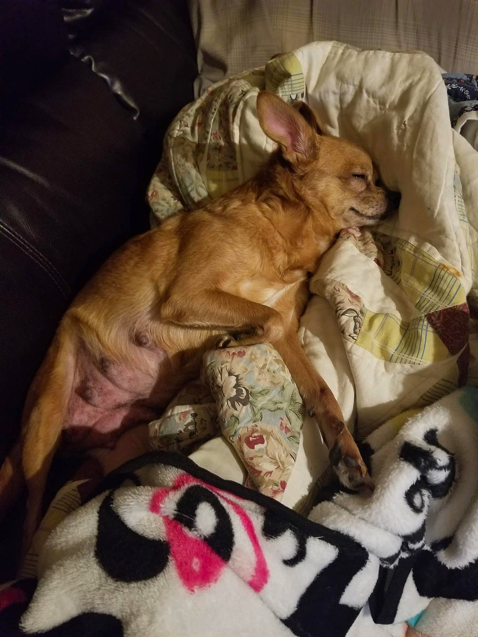 Princess joined the competition — help win amazing prizes! bedding, blanket, canidae, carnivore, comfort, companion_dog, couch, dog, dog_breed, dog_supply, fawn, felidae, fur, linens, paw, sporting_group, toy_dog, whiskers, working_animal, wrinkle