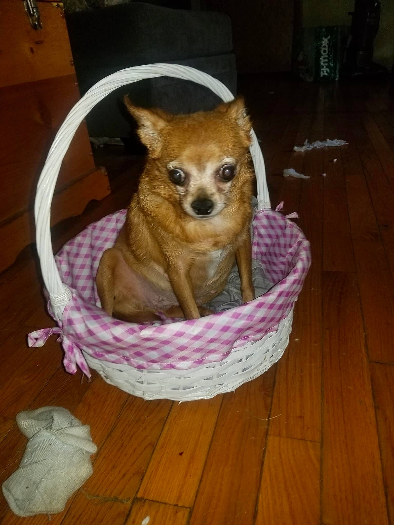 Princess is registered to the contest to win money with this photo: canidae, carnivore, chihuahua, companion_dog, dog, dog_bed, dog_breed, dog_supply, fawn, flooring, fur, hardwood, pet_supply, snout, sporting_group, tail, toy_dog, whiskers, wood, wood_stain