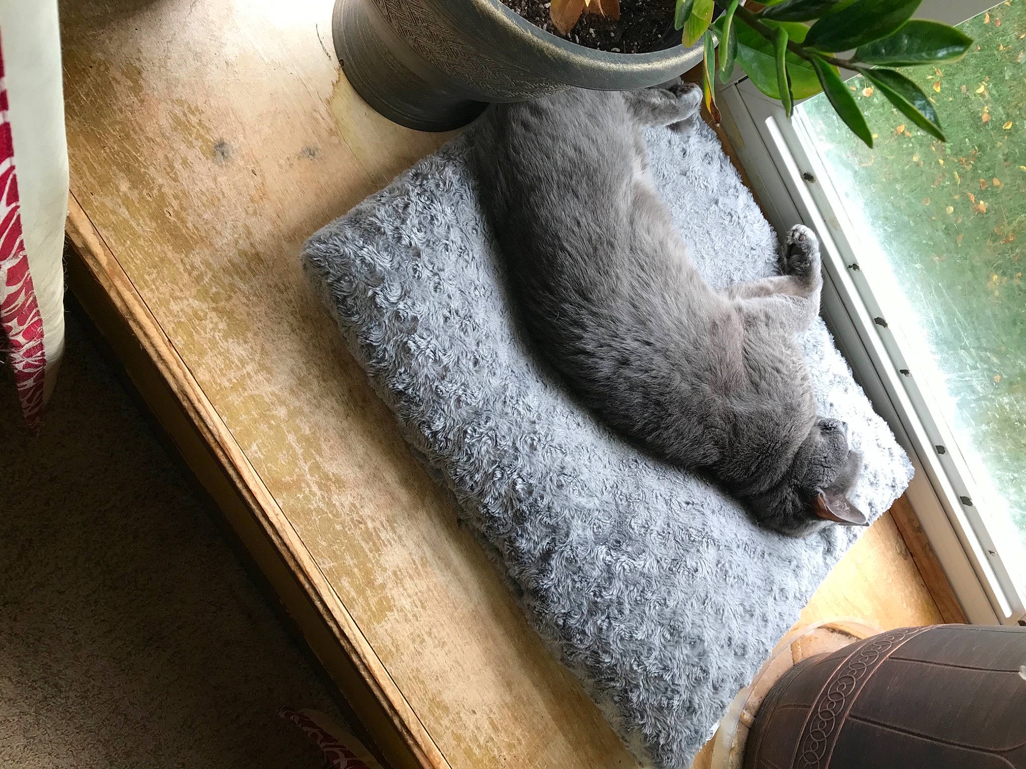 Bubbles joined the competition — help win amazing prizes! cat, chair, door_mat, felidae, flag, flag_of_the_united_states, flooring, flowerpot, grass, grey, groundcover, hardwood, houseplant, linens, plant, rectangle, serveware, table, tableware, wood