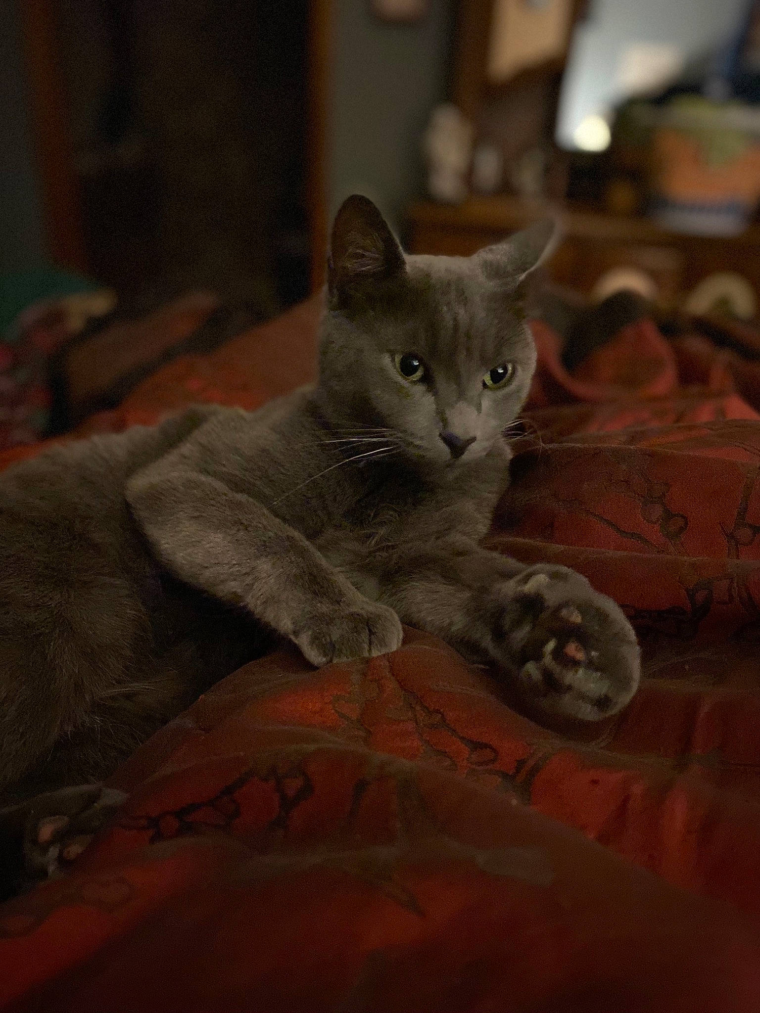 Bubbles joined the competition — help win amazing prizes! carnivore, cat, claw, comfort, domestic_short_haired_cat, fawn, felidae, fur, grey, paw, russian_blue, sitting, small_to_medium_sized_cats, snout, tail, terrestrial_animal, whiskers, wildlife