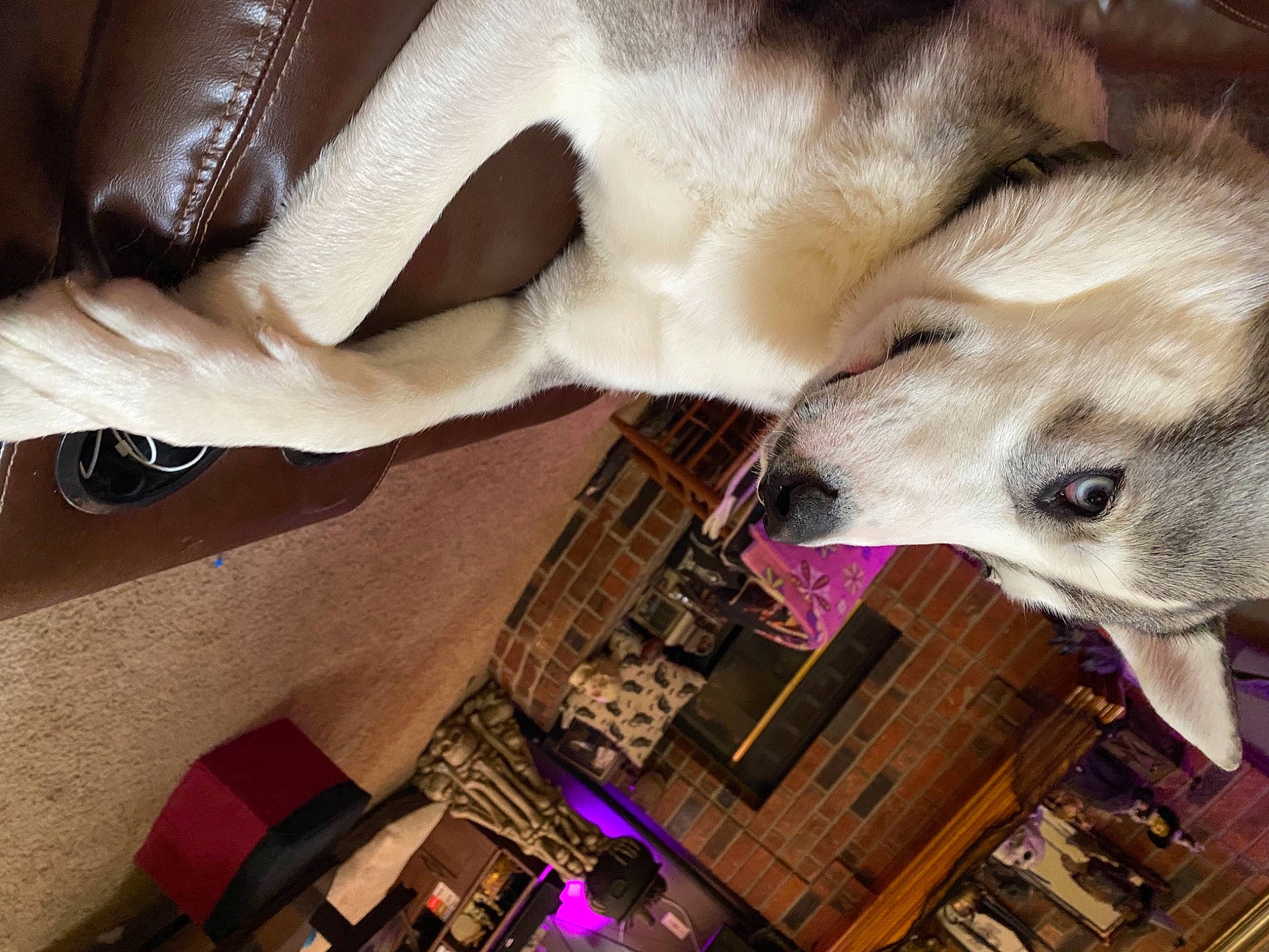 Thorn is registered to the contest to win money with this photo: canidae, carnivore, companion_dog, dog, dog_breed, fawn, felidae, fur, human_leg, leash, nail, paw, selfie, silken_windhound, sled_dog, small_to_medium_sized_cats, snout, spitz, sporting_group, whiskers