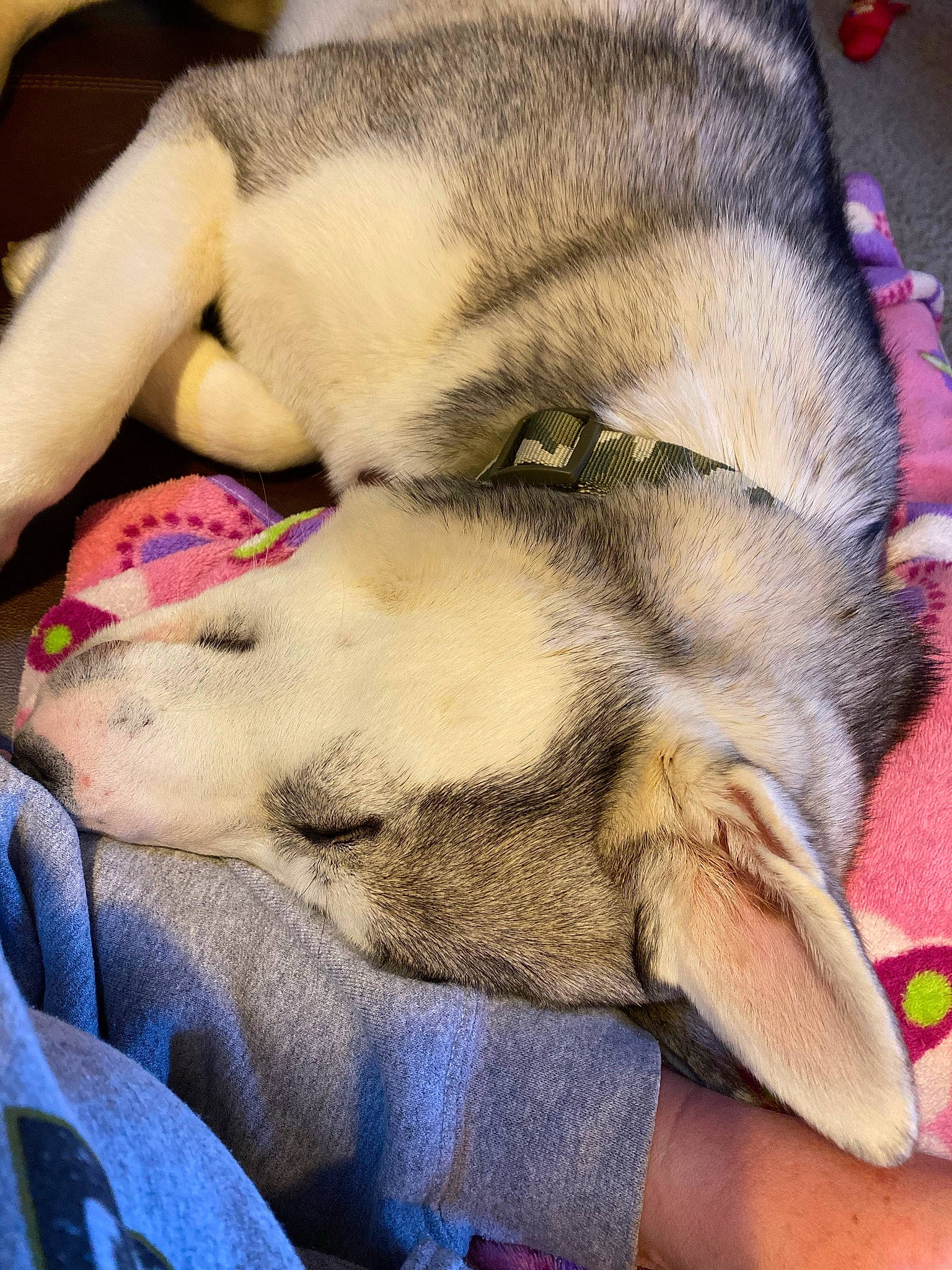 Thorn joined the competition — help win amazing prizes! canidae, canis, carnivore, comfort, companion_dog, dog, dog_breed, fawn, felidae, flooring, fur, human_leg, jaw, mammal, paw, siberian_husky, small_to_medium_sized_cats, snout, sporting_group, whiskers