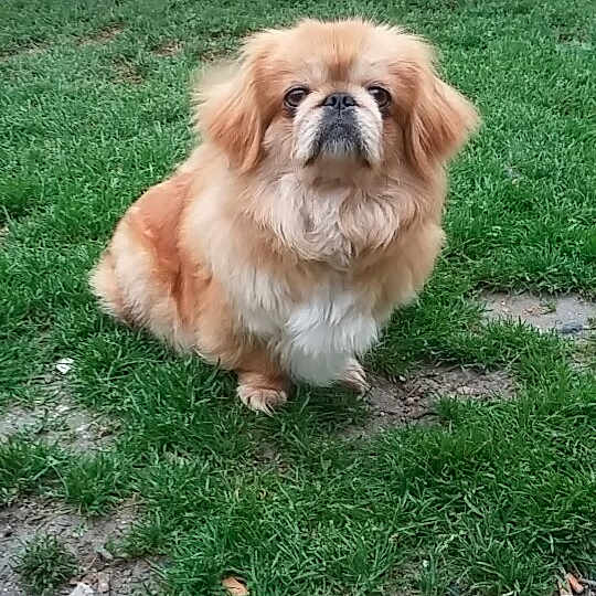 Moly participe au concours pour gagner de l'argent avec cette photo : carnivoran, chinese_imperial_dog, companion_dog, dog, dog_breed, dog_breed_group, dog_like_mammal, grass, mammal, pekingese, snout, tibetan_spaniel