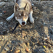 Vénus a rejoint le concours — aidez-le/la à gagner de superbes lots ! accessories, animal, canine, dog, eskimodog, fox, gravel, husky, nature, outdoors, path, pebble, pet, puppy, road, rock, rubble, slate, soil, strap