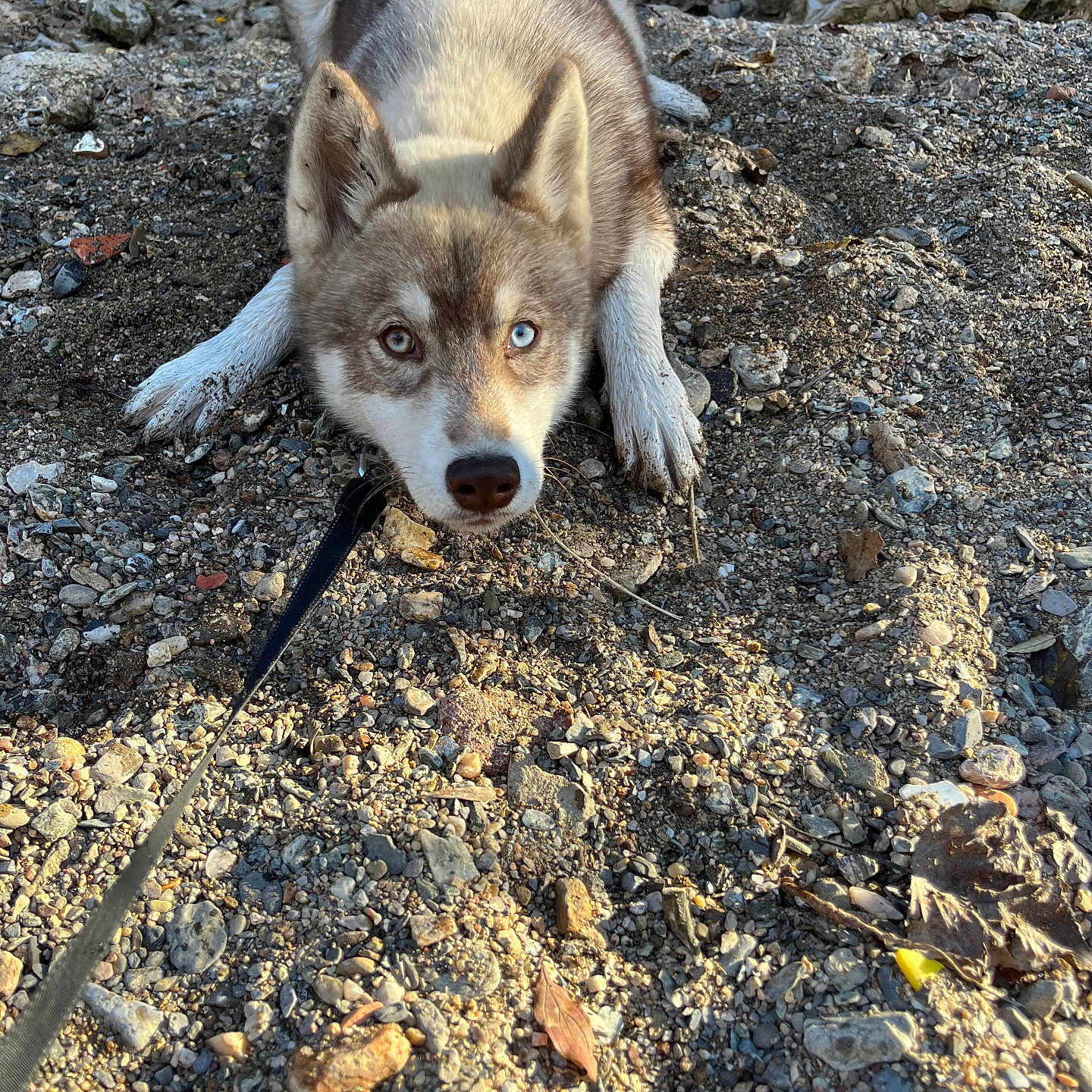 Vénus a rejoint le concours — aidez-le/la à gagner de superbes lots ! accessories, animal, canine, dog, eskimodog, fox, gravel, husky, nature, outdoors, path, pebble, pet, puppy, road, rock, rubble, slate, soil, strap