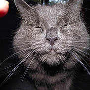 Sally joined the competition — help win amazing prizes! cat, gray_cat, close_up, fluffy, whiskers, feline, pet, animal, face, nose, ears, closed_eyes, fur, indoor, portrait, cute, content, domestic_animal, long_whiskers, blurred_finger