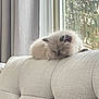 Sunny is registered to the contest to win money with this photo: animal, calm, cat, couch, cozy, curtain, cute, daylight, fluffy, furniture, home, indoor, kitten, pet, relaxation, resting, sleeping, sofa, soft, window
