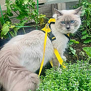 Sunny is registered to the contest to win money with this photo: animal, blue_eyes, cat, close_up, curious, domestic_cat, feline, fluffy, garden, greenery, leafy, leash, nature, outdoor, pet, plants, small_flowers, whiskers, wooden_fence, yellow_harness