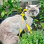 animal, blue_eyes, cat, close_up, curious, domestic_cat, feline, fluffy, garden, greenery, leafy, leash, nature, outdoor, pet, plants, small_flowers, whiskers, wooden_fence, yellow_harness