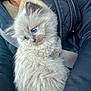 Sunny joined the competition — help win amazing prizes! animal, blue_eyes, cat, closeup, clothing, cuddle, cute, domestic_animal, face, fluffy, fur, indoor, jacket, kitten, person, pet, sitting, soft, whiskers, young