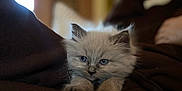 Sunny is registered to the contest to win money with this photo: animal, blue_eyes, cat, closeup, cozy, curious, cute, domestic, fluffy, furry, indoor, kitten, mammal, paws, pet, relaxed, soft_light, stretching, whiskers, young