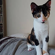 Bella is registered to the contest to win money with this photo: kitten, calico, cat, pet, animal, indoor, blanket, feline, curious, young, domestic, cozy, sitting, fur, whiskers, ears, paws, household, resting, cute