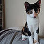kitten, calico, cat, pet, animal, indoor, blanket, feline, curious, young, domestic, cozy, sitting, fur, whiskers, ears, paws, household, resting, cute