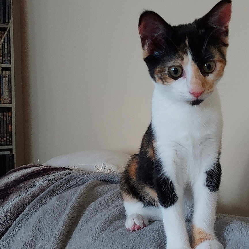 Bella is registered to the contest to win money with this photo: animal, blanket, calico, cat, cozy, curious, cute, domestic, ears, feline, fur, household, indoor, kitten, paws, pet, resting, sitting, whiskers, young