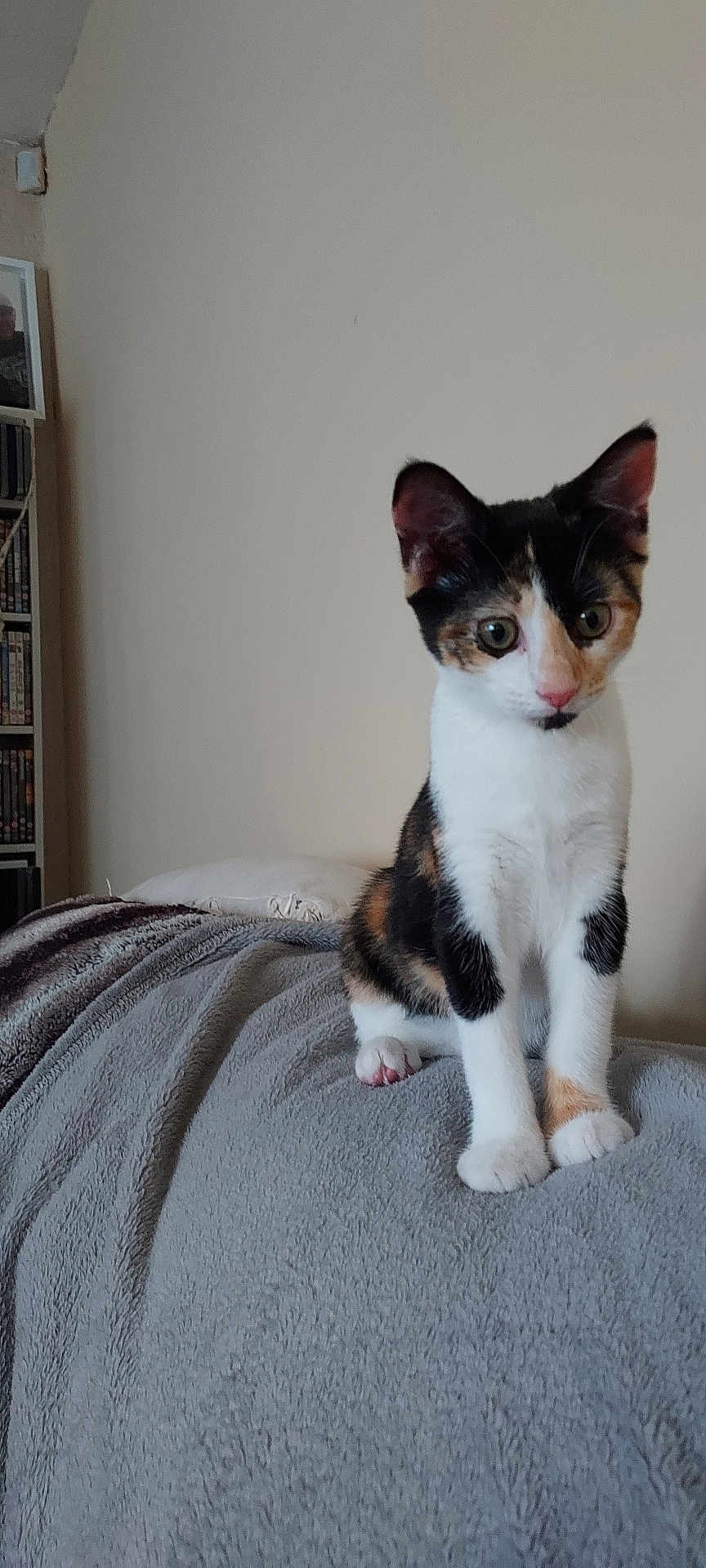 Bella is registered to the contest to win money with this photo: kitten, calico, cat, pet, animal, indoor, blanket, feline, curious, young, domestic, cozy, sitting, fur, whiskers, ears, paws, household, resting, cute