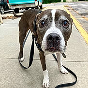 Bella joined the competition — help win amazing prizes! dog, leash, sidewalk, curious, brown_and_white, outdoor, vehicle, truck, dodge, nature, greenery, concrete, pet, canine, close_up, walking, daylight, animal, street, background
