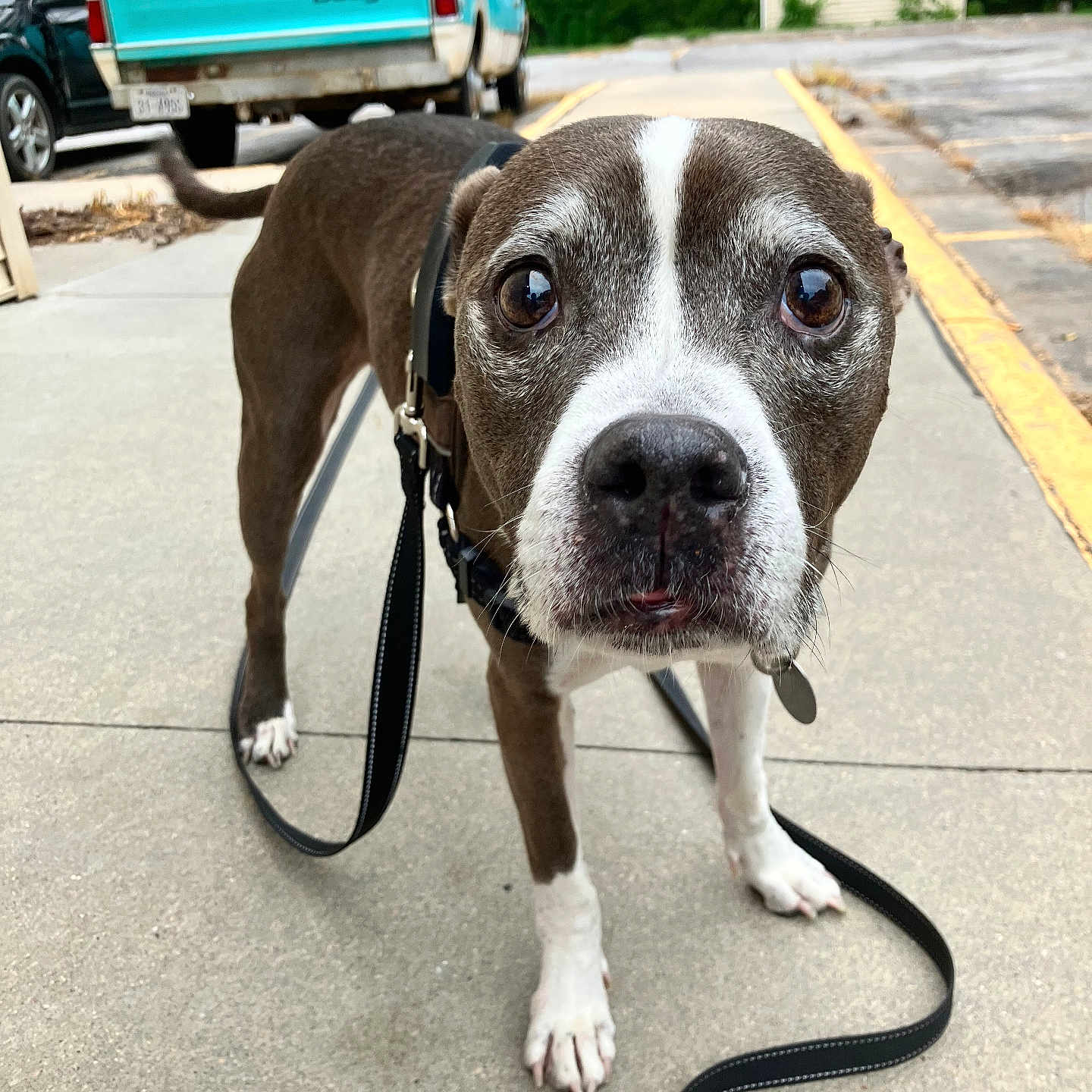 Bella joined the competition — help win amazing prizes! animal, background, brown_and_white, canine, close_up, concrete, curious, daylight, dodge, dog, greenery, leash, nature, outdoor, pet, sidewalk, street, truck, vehicle, walking