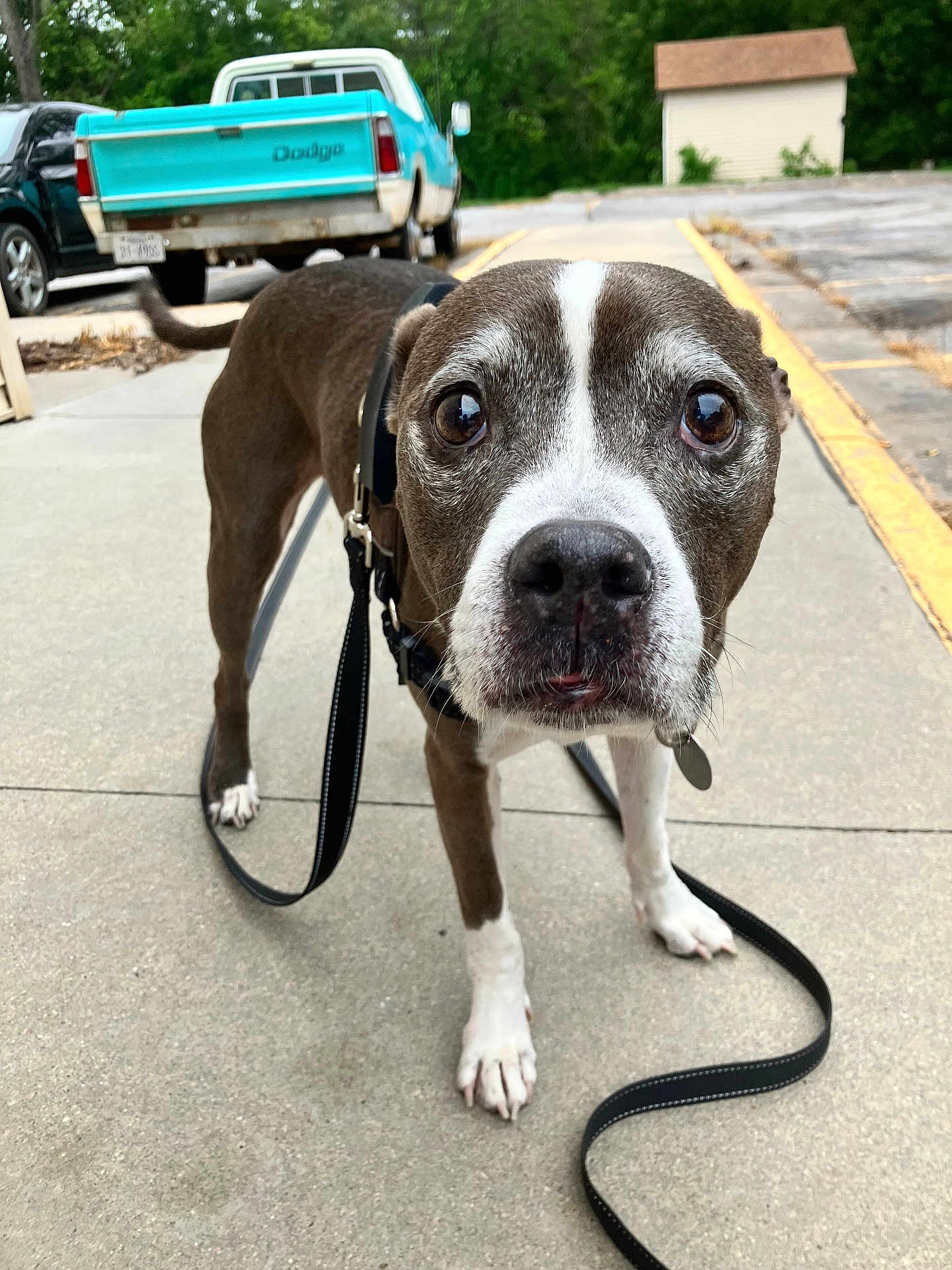 Bella
