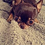 Joyce a rejoint le concours — aidez-le/la à gagner de superbes lots ! dog, chihuahua, small_dog, pet, animal, cozy, blanket, texture, fur, ears, cute, lying_down, closeup, brown, indoor, resting, bed, soft, companion, eyes