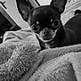 Joyce a rejoint le concours — aidez-le/la à gagner de superbes lots ! dog, chihuahua, black_and_white, close_up, pet, blanket, indoor, cute, small_dog, fur, ears, face, curious, cozy, soft_texture, animal, companion, portrait, looking, resting