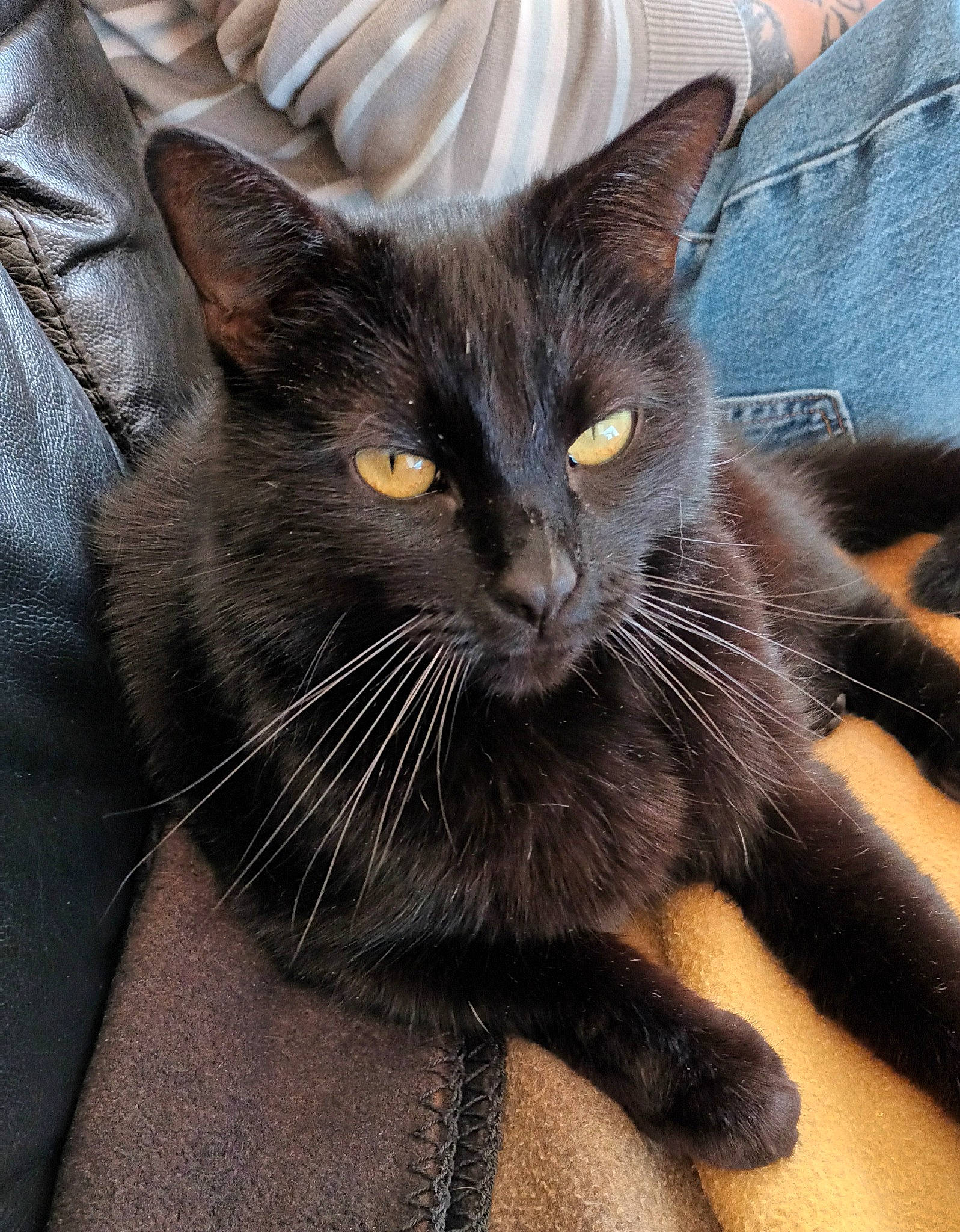 Sopra participe au concours pour gagner de l'argent avec cette photo : black_cat, bombay, carnivore, cat, claw, comfort, domestic_short_haired_cat, eye, felidae, fur, grey, mammal, paw, sitting, small_to_medium_sized_cats, snout, tail, terrestrial_animal, vertebrate, whiskers