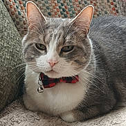 Loulou participe au concours pour gagner de l'argent avec cette photo : bell, bow_tie, cat, close_up, comfort, cushion, domestic_animal, ears, feline, fur, gray_cat, indoor, nose, patterned_background, pet, relaxed, resting, soft_surface, whiskers, white_fur