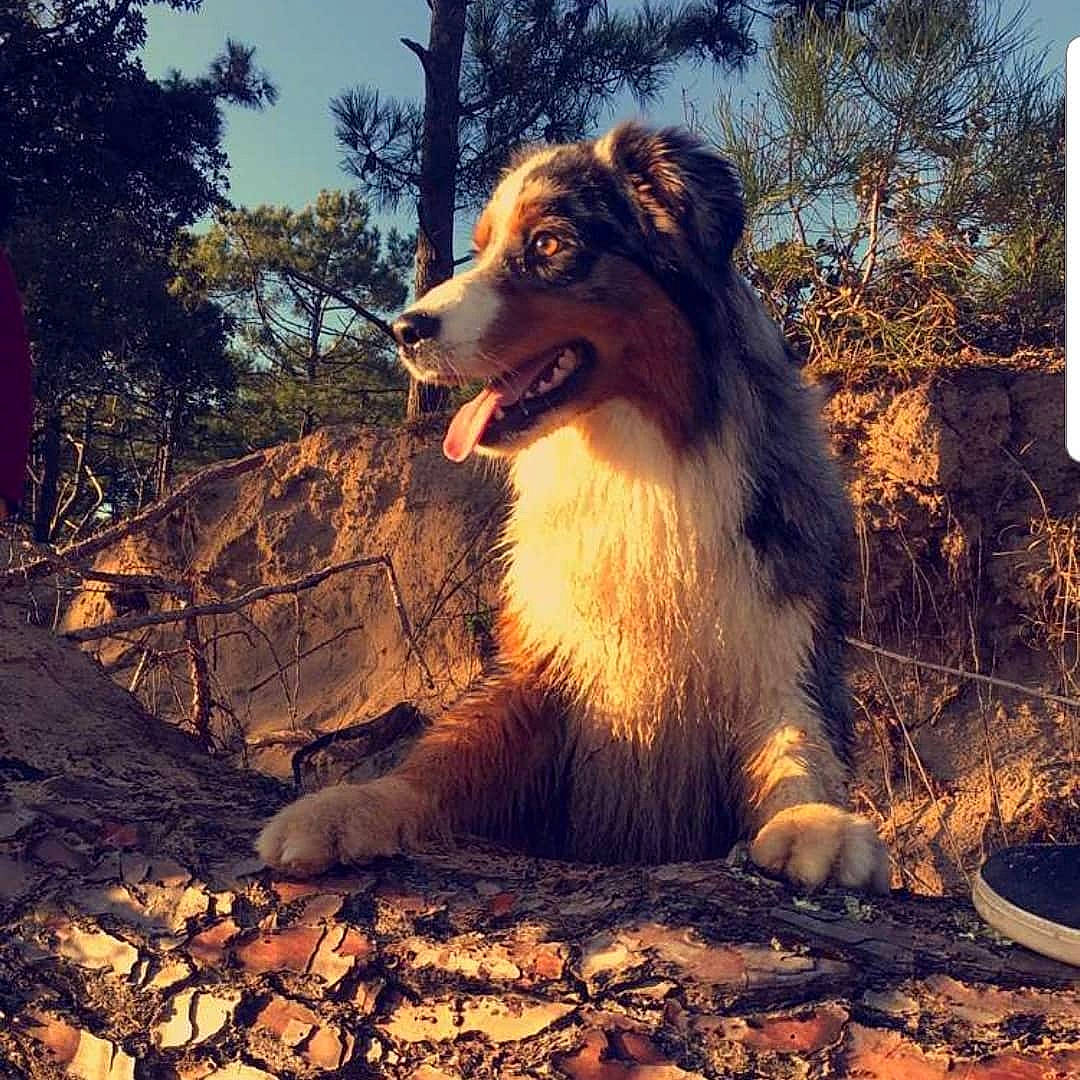 Nasko a rejoint le concours — aidez-le/la à gagner de superbes lots ! australian_shepherd, autumn, border_collie, canidae, carnivore, cloud, collie, companion_dog, dog, dog_breed, love, mammal, mountain, rough_collie, shetland_sheepdog, sky, sunset, tree, wilderness, wildlife