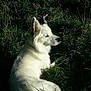 Pépit' participe au concours pour gagner de l'argent avec cette photo : animal, calm, canine, daylight, dog, ears, fur, grass, muzzle, nature, outdoor, peaceful, pet, profile, relaxing, side_view, sitting, sunlight, white_dog, wildlife