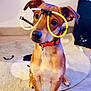 dog, pet, glasses, glow_stick, red_collar, indoor, rug, wooden_floor, ears, cute, animal, sitting, brown_fur, floor, playful, attention, household, furniture, speaker, cozy
