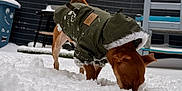 Tymousse a rejoint le concours — aidez-le/la à gagner de superbes lots ! dog, snow, winter_coat, backyard, outdoor, pet, cold_weather, fence, chair, table, trash_bin, playful, curious, canine, coat, brown_dog, snow_covered, daytime, animal, sniffing