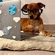 Tymousse a rejoint le concours — aidez-le/la à gagner de superbes lots ! dog, glasses, laptop, rug, indoor, brown_dog, collar, technology, cute, pet, floor, wall, sticker, decor, small_dog, animal, companion, focused, relaxed, home