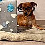 dog, glasses, laptop, rug, indoor, brown_dog, collar, technology, cute, pet, floor, wall, sticker, decor, small_dog, animal, companion, focused, relaxed, home