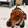 dog, snow, outdoor, pet, animal, brown_dog, close_up, tongue_out, playful, winter, coat, fur, ears, nose, eyes, yard, bench, blurred_background, canine, cute