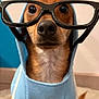 Tymousse a rejoint le concours — aidez-le/la à gagner de superbes lots ! dog, hoodie, glasses, pet, brown_dog, indoor, cute, portrait, animal, fashion, costume, looking_at_camera, closeup, front_view, domestic_animal, furry, mammal, wearing_clothes, sitting, adorable