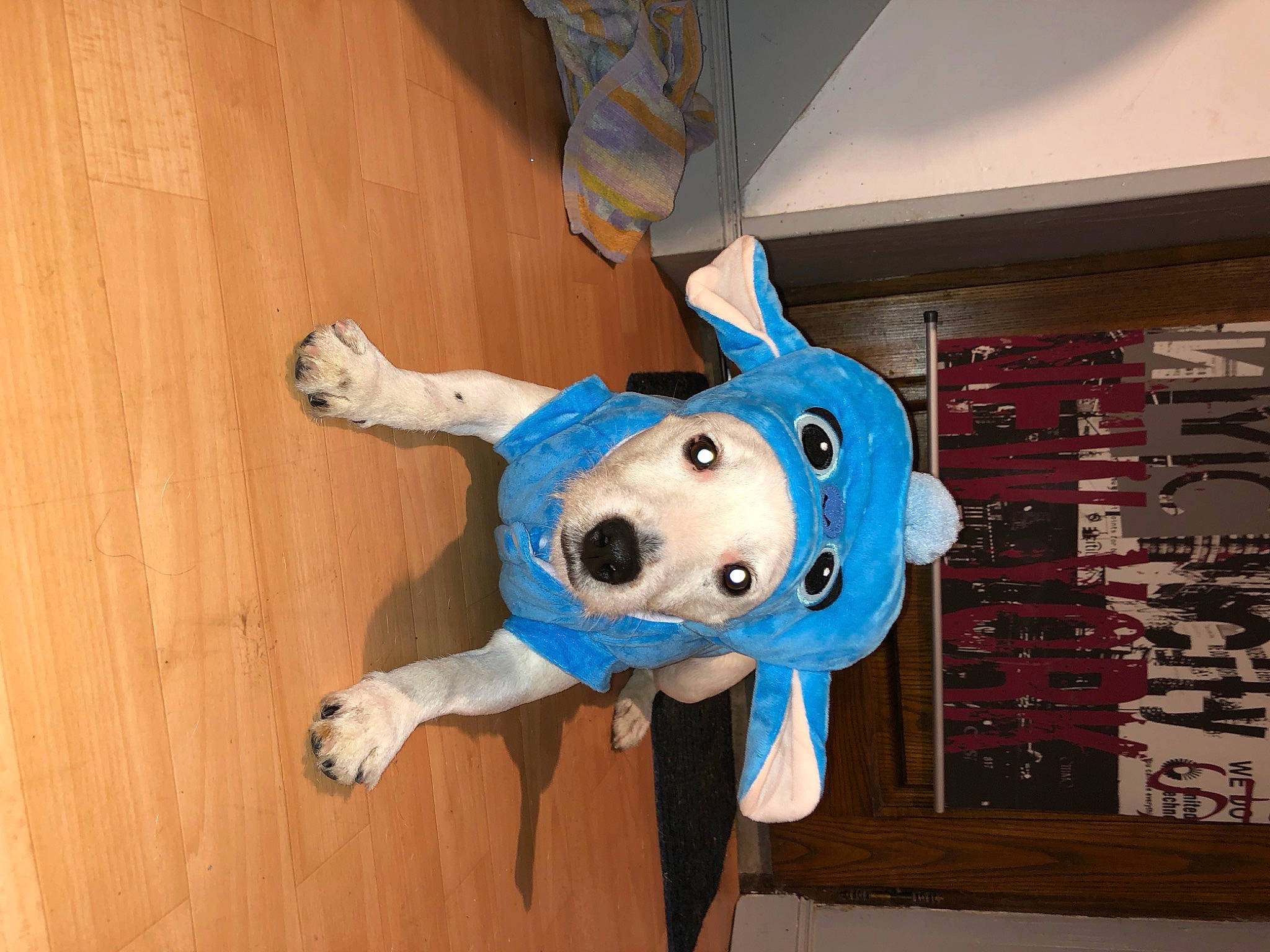 Mirabelle a rejoint le concours — aidez-le/la à gagner de superbes lots ! canidae, carnivore, dog_breed, fawn, non_sporting_group, plush, snout