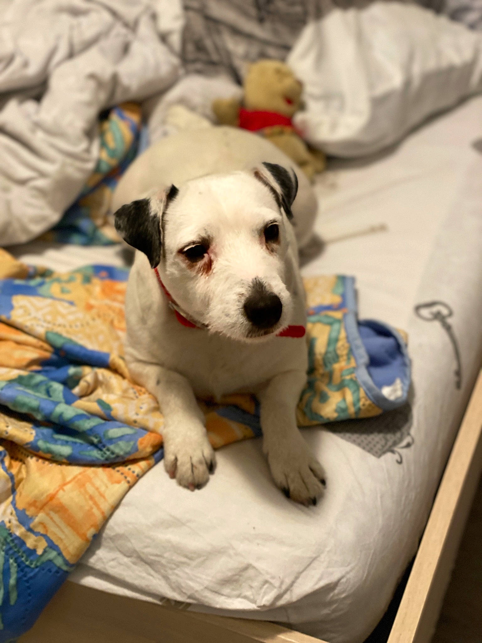 Mirabelle participe au concours pour gagner de l'argent avec cette photo : american_bulldog, canidae, carnivore, catahoula_bulldog, companion_dog, dog, dog_breed, fawn, mammal, non_sporting_group, pit_bull, puppy, rare_breed_dog, snout, sporting_group, vertebrate