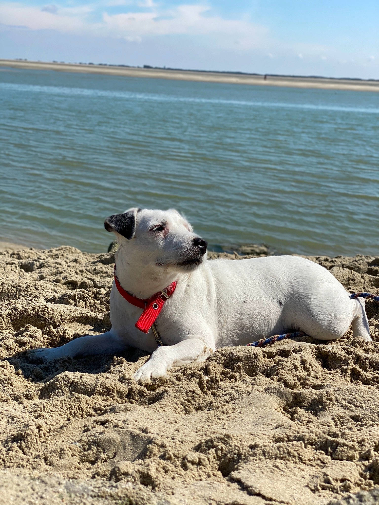 Mirabelle participe au concours pour gagner de l'argent avec cette photo : american_bulldog, beach, canidae, carnivore, dog, dog_breed, fawn, mammal, non_sporting_group, sand, sea, snout, vacation