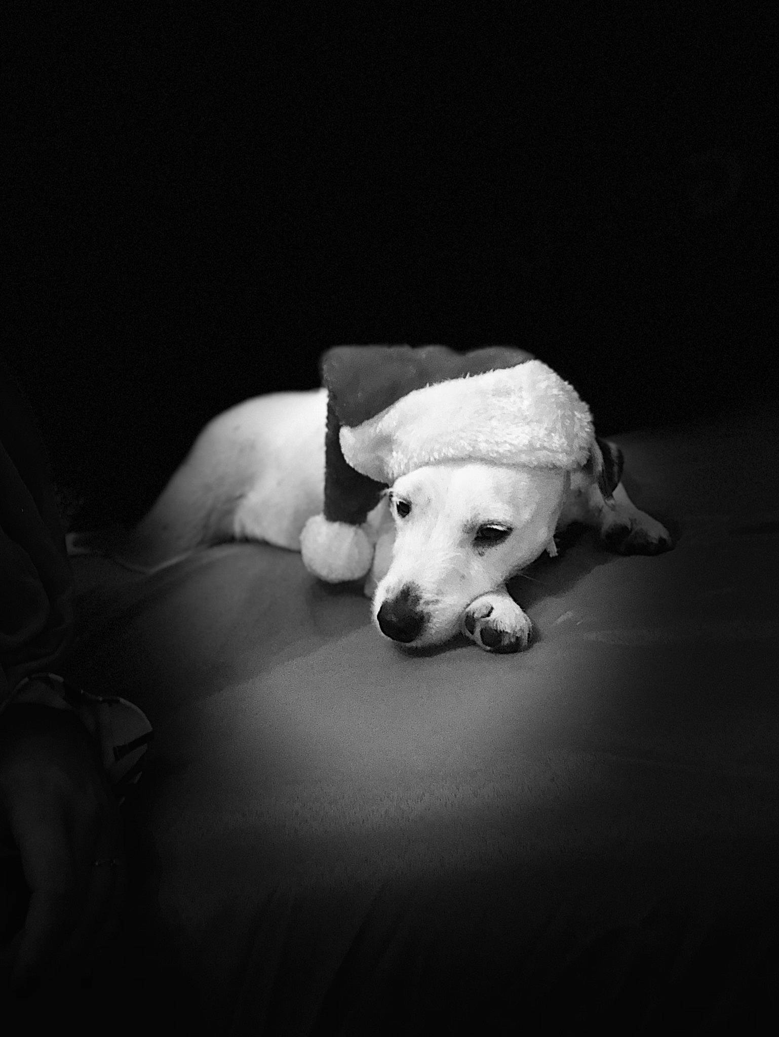 Mirabelle a rejoint le concours — aidez-le/la à gagner de superbes lots ! black, black_and_white, canidae, carnivore, companion_dog, dog, dog_breed, monochrome, monochrome_photography, non_sporting_group, paw, photography, puppy, snout, sporting_group, style, white